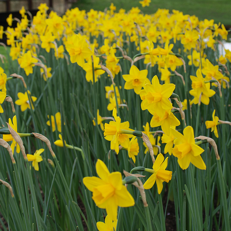 Narcissus Sweetness z12/14 , à 50