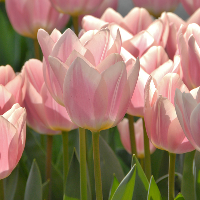 Tulipa Apricot Delight® 12/+ , à 50