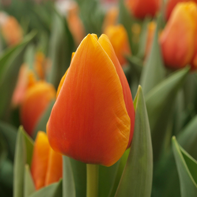 Tulipa Cash® 12/+ , à 50