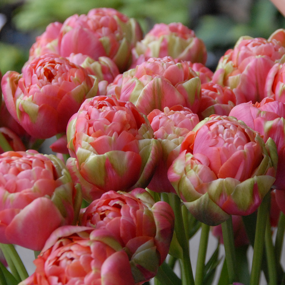 Tulipa Renown Unique 11/12 , à 50