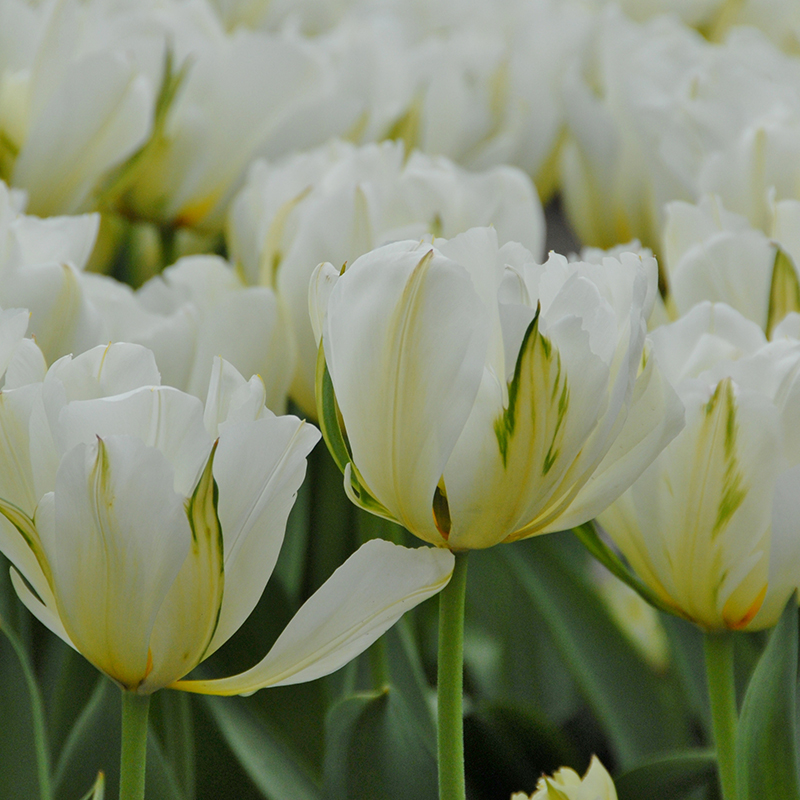 Tulipa White Valley (Exotic Emperor) 12/+ , à 50