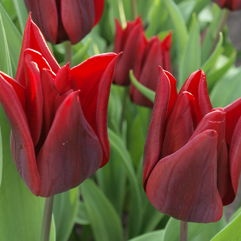 Tulipa Lasting Love 12/+ , à 50