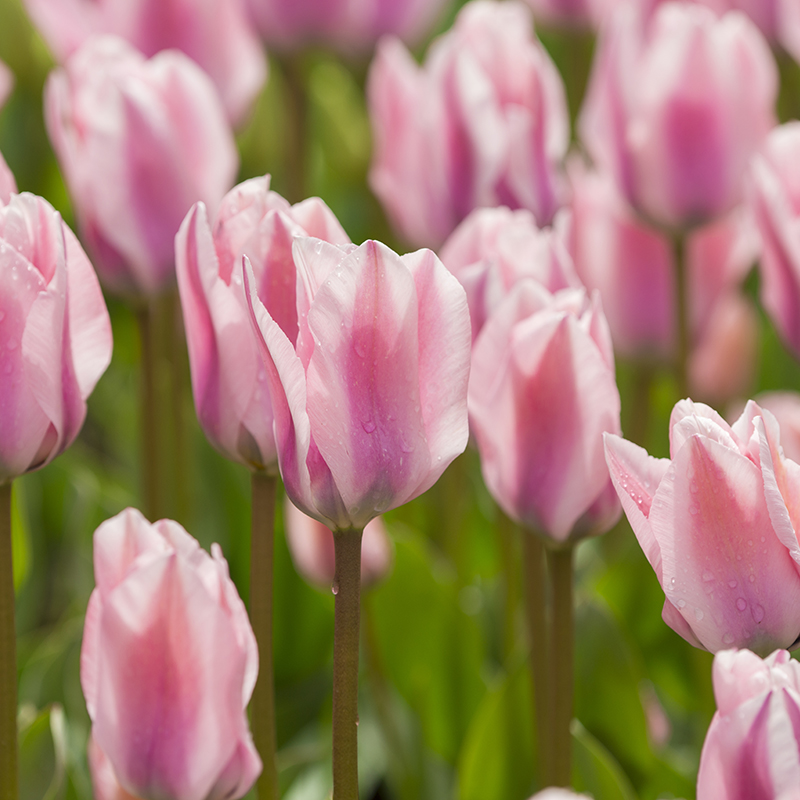 Tulipa Sweet Sixteen® 12/+ , à 50