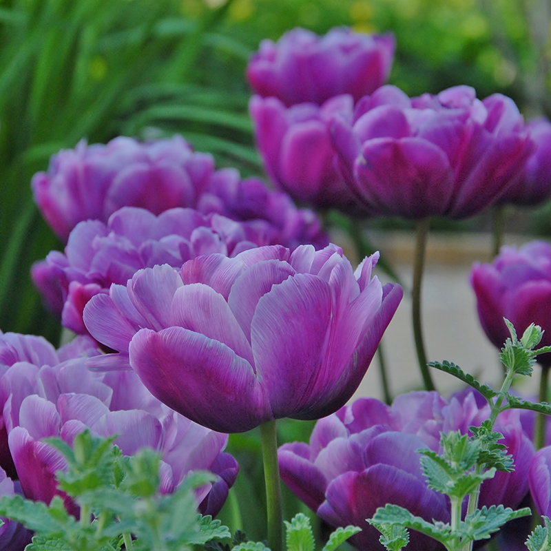 Tulipa Blue Diamond 12/+ , à 50