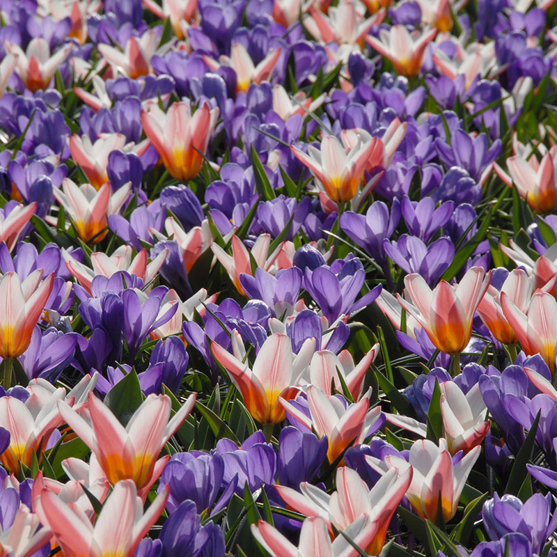 Crocus vernus Remembrance 9/10 , à 100