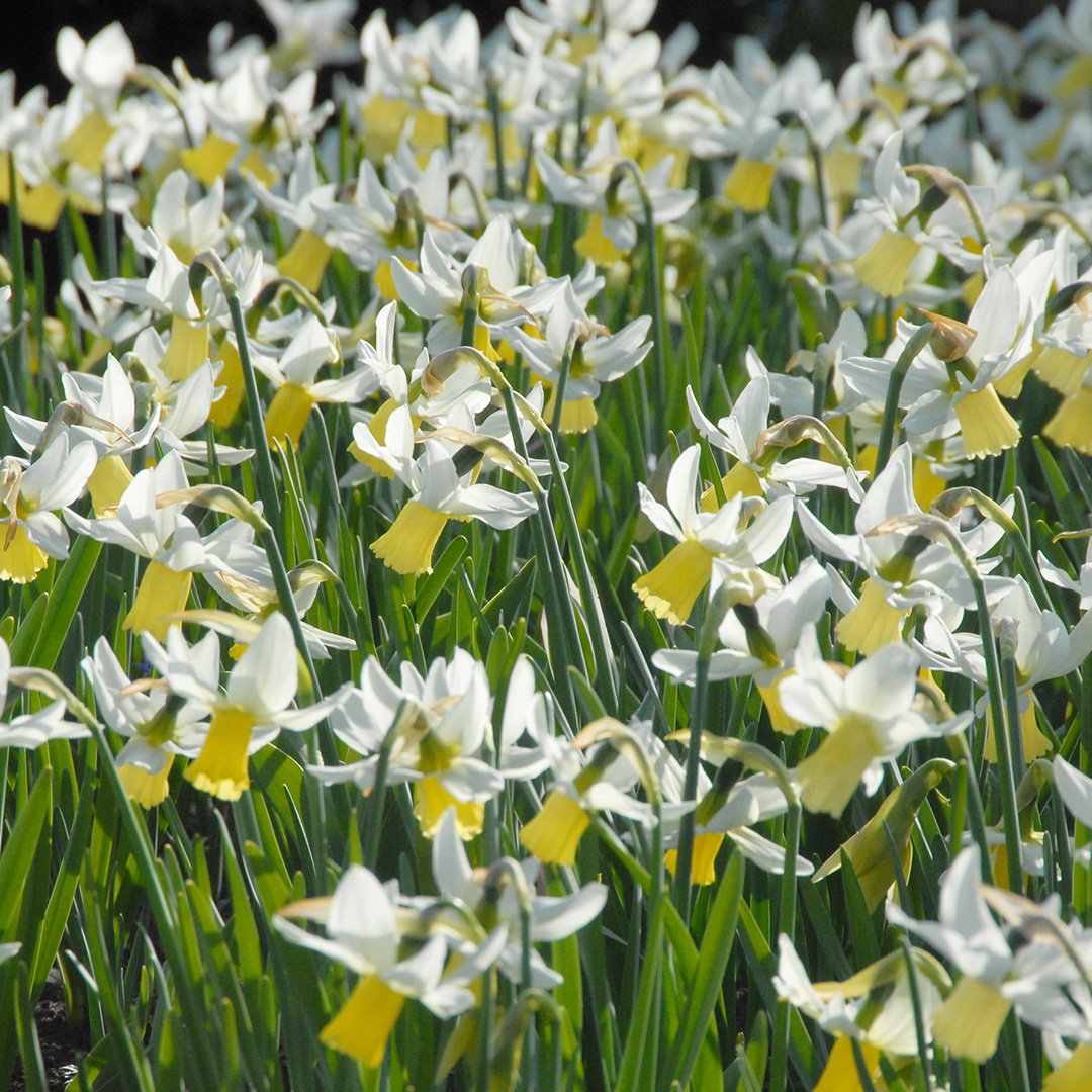 Narcissus Jenny z12/14 , à 50