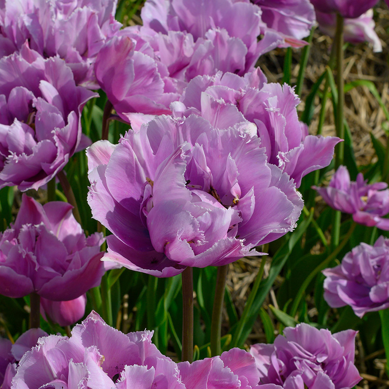 Tulipa Great Barrier Reef 12/ , à 50