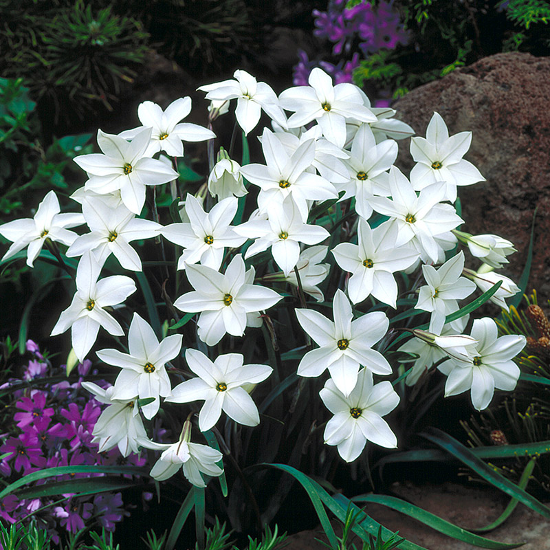 Ipheion Alberto Castillo 5/+ , à 100