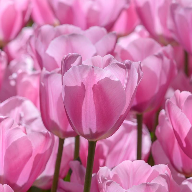 Tulipa Synaeda Amor 12/+ , à 50