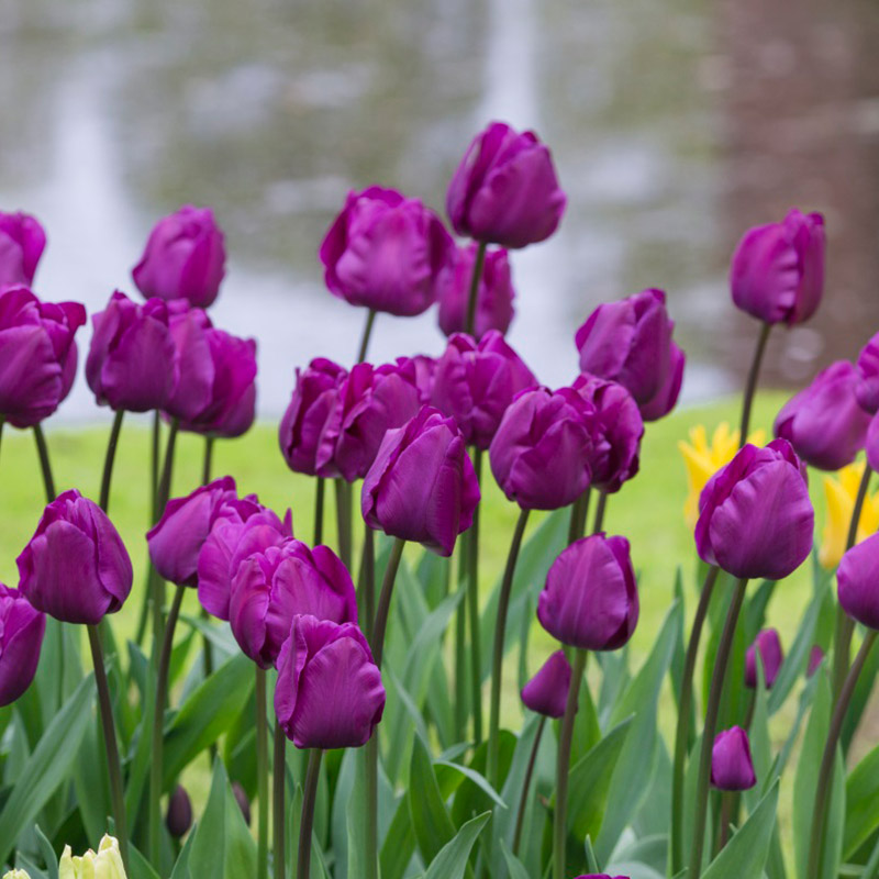 Tulipa Parrot Negrita® 12/+ , à 50