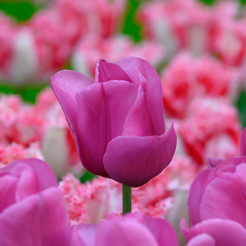 Tulipa Purple Raven 12/+ , à 50