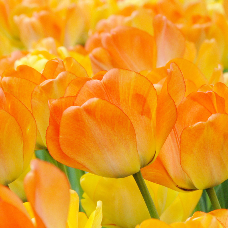 Tulipa Daydream 12/+ , à 50