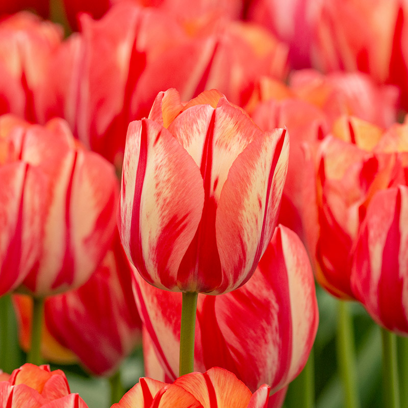 Tulipa Spryng Break® 12/+ , à 50