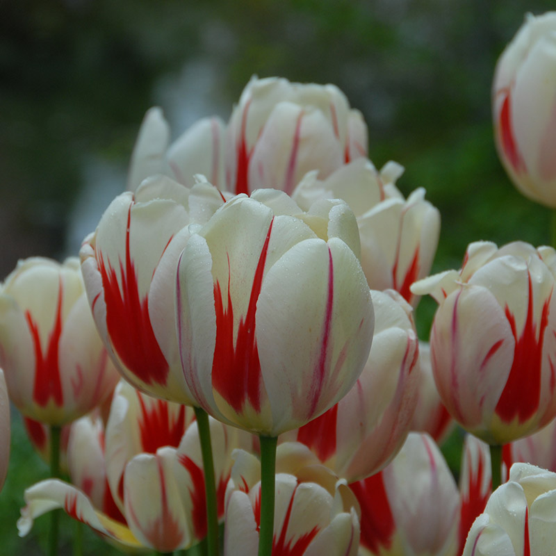 Tulipa Burning Heart 12/+ , à 50