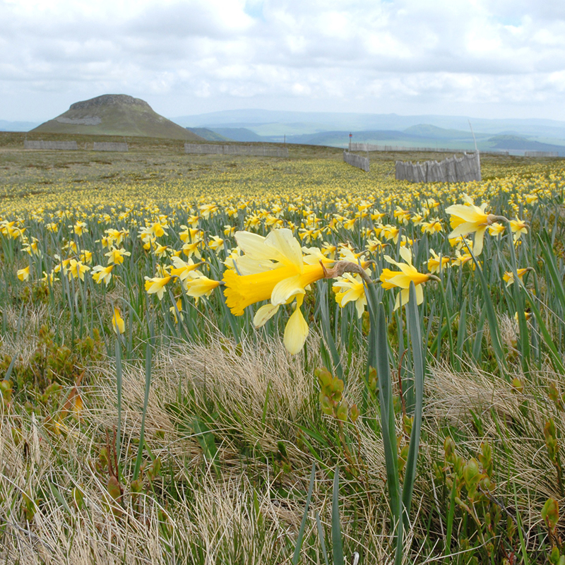 Narcissus lobularis z6/+ , à 50