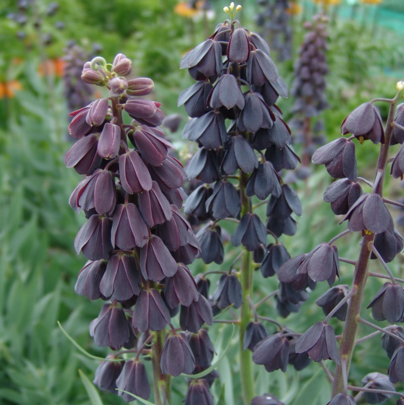 Fritillaria persica 20/+ , à 10