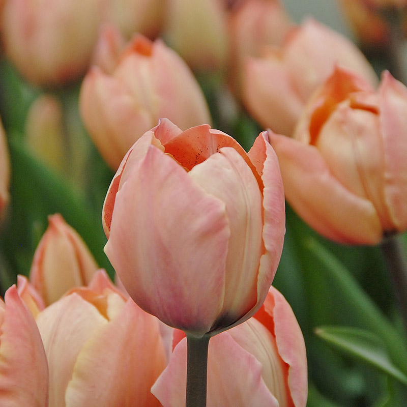 Tulipa Salmon Van Eijk® 12/+ , à 50