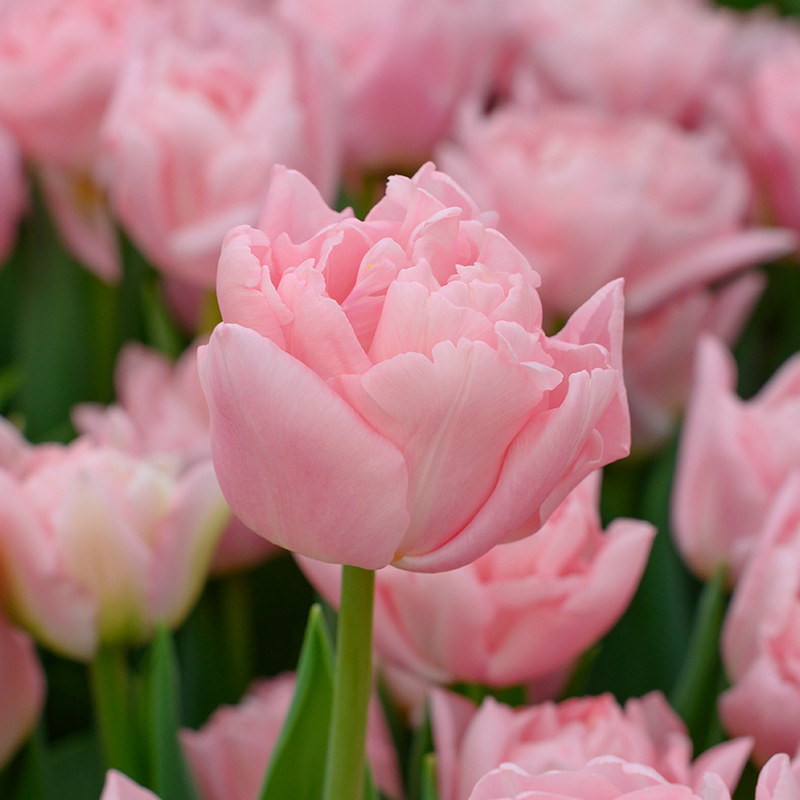 Tulipa Dreamer 12/+ , à 50