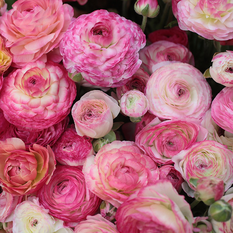 Ranunculus Aviv Picotee roze 6/7, à 100