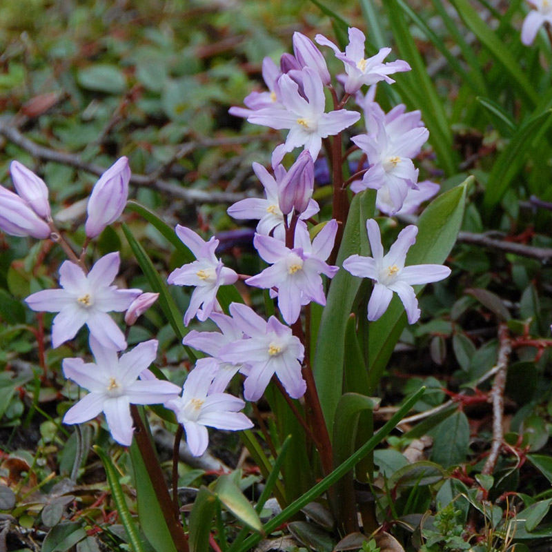 Chionodoxa forbesii Rosea 5/+ , à 100