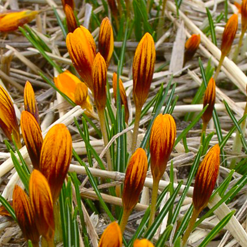 Crocus olivier ssp. balansae Orange Monarch 5/+ , à 100