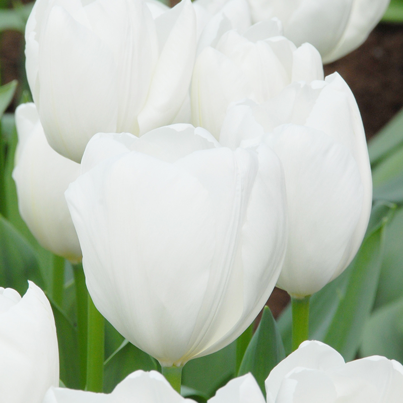 Tulipa Hakuun® 12/+ , à 50