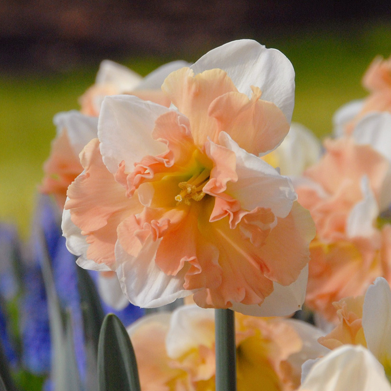 Narcissus Apple Pie sp12/14 , à 50