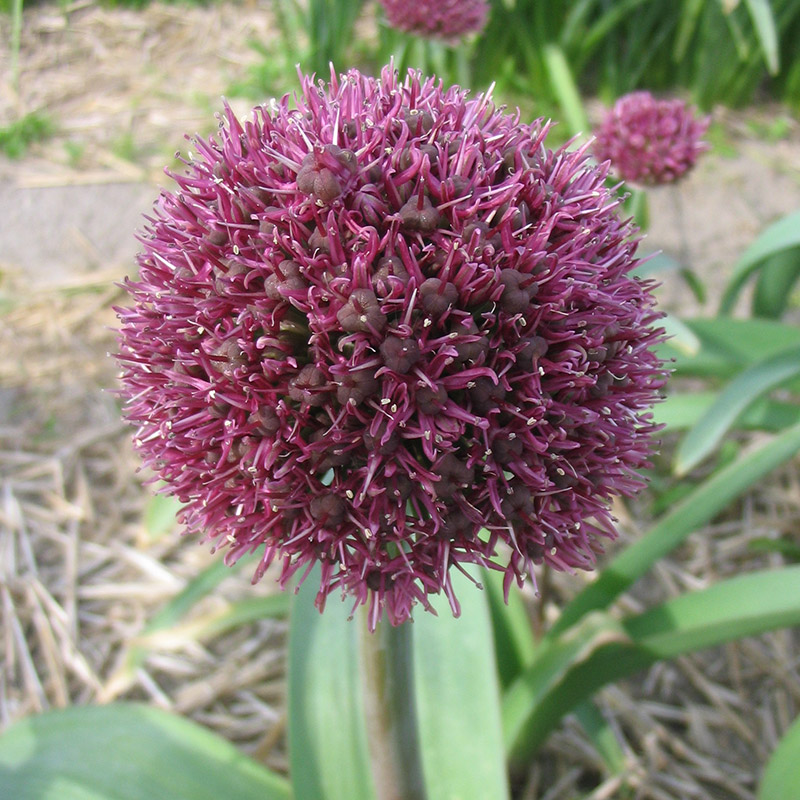 Allium Ostara 12/+ , à 25