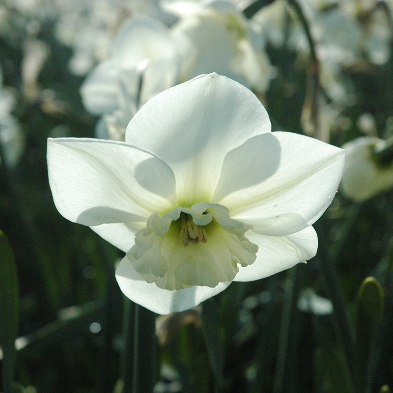 Narcissus Falmouth Bay sp12/14 , à 50