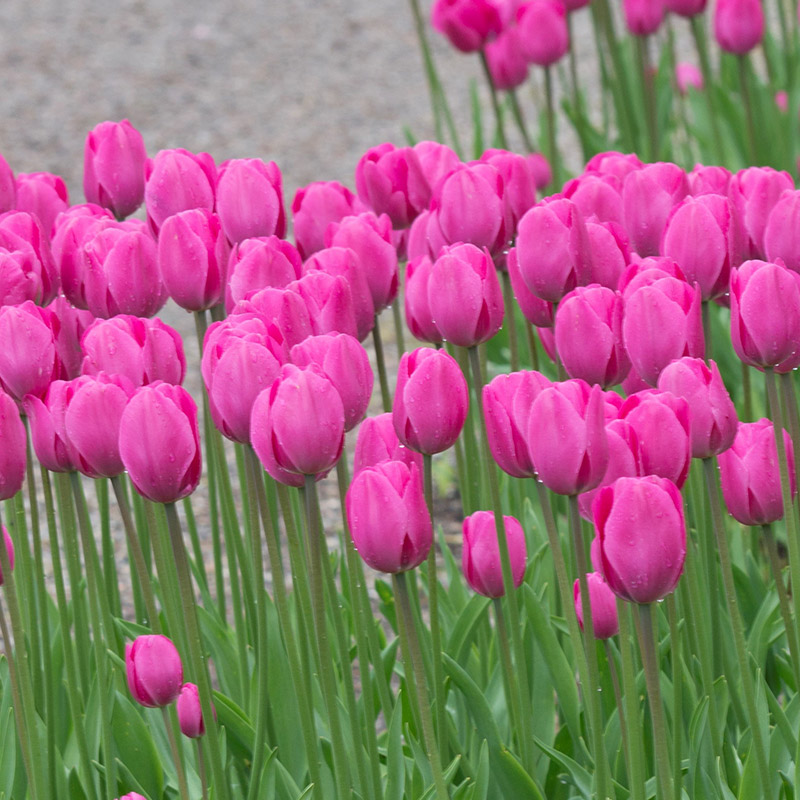 Tulipa Don Quichotte 12/+ , à 50