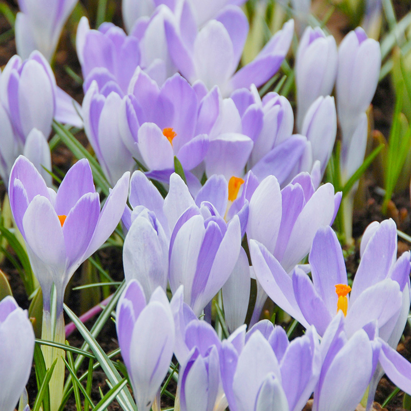 Crocus vernus Vanguard 7/8 , à 100