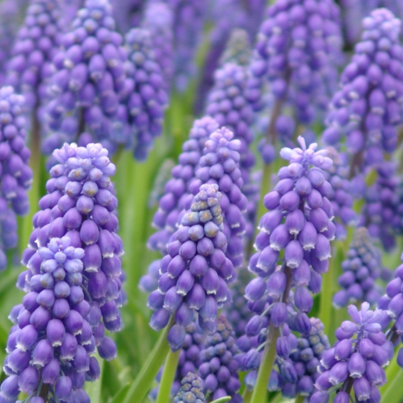 Muscari armeniacum 9/10 , à 100
