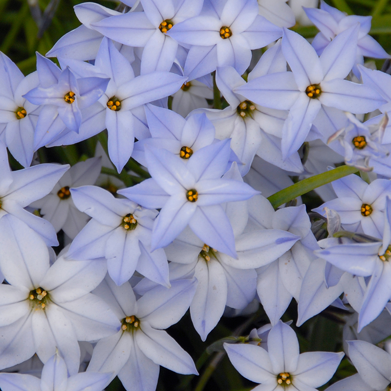 Ipheion Wisley Blue 4/+ , à 100