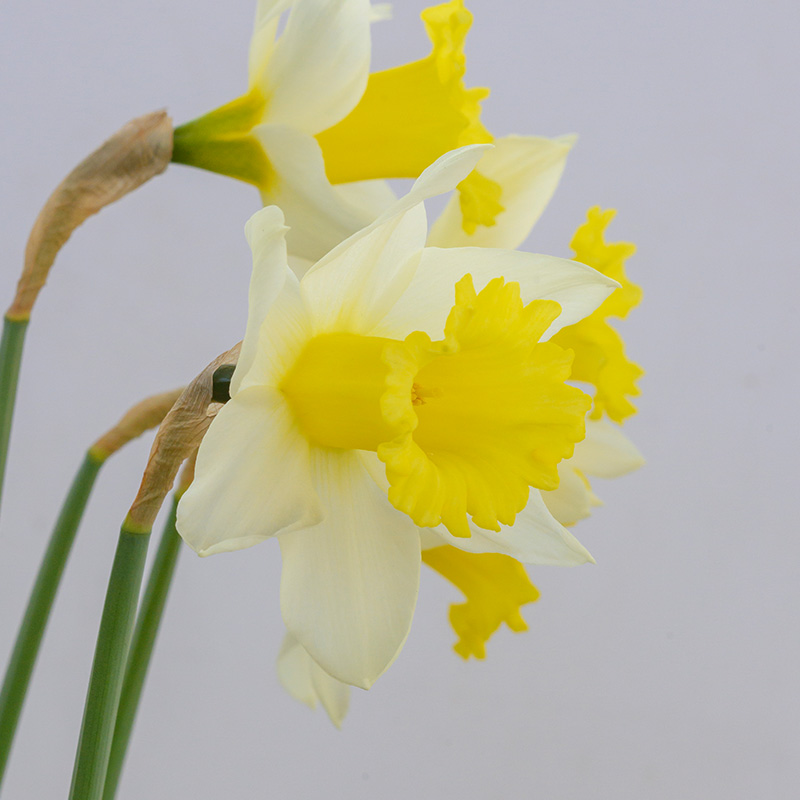 Narcissus Melyor sp12/14 , à 50