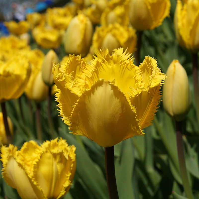 Tulipa Crystal Star® 12/+ , à 50