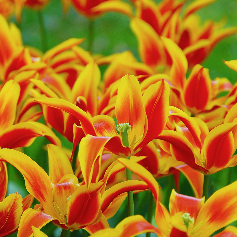 Tulipa Fly Away 12/+ , à 50