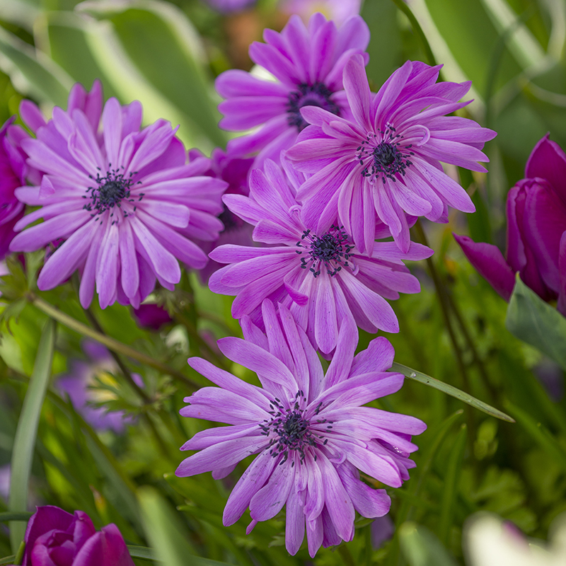 Anemone coronaria Admiral 7/8 , à 100