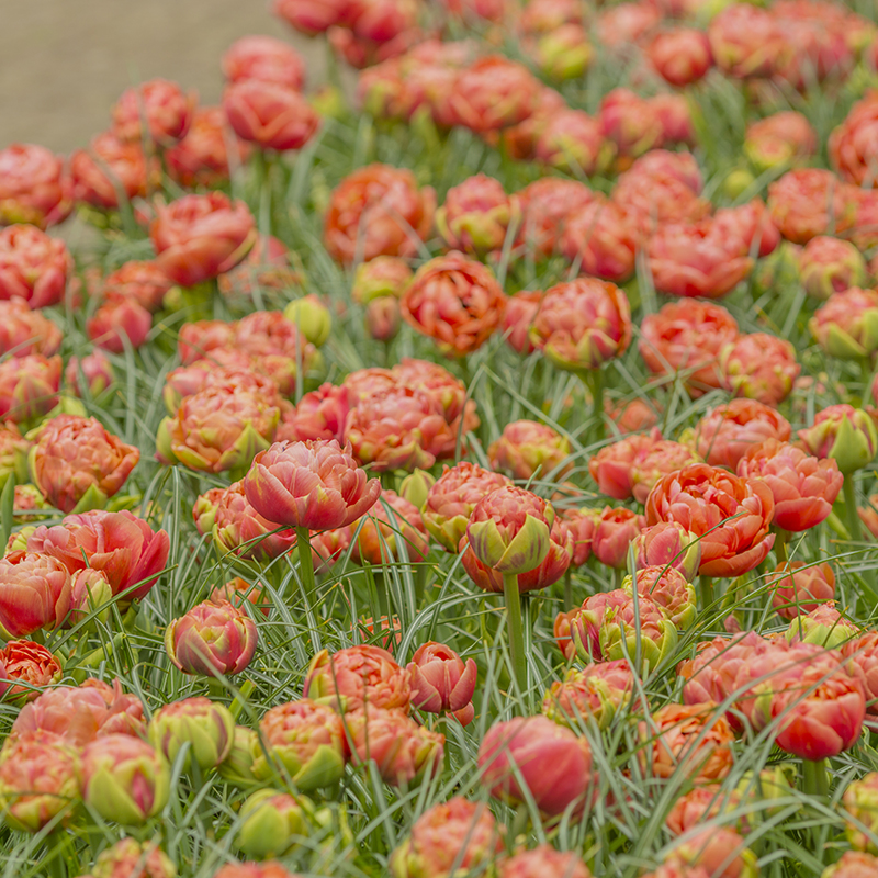 Tulipa Copper Image® 12/+ , à 50