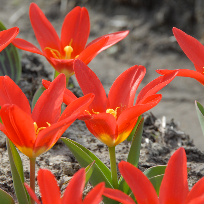 Tulipa Scarlet Baby 12/+ , à 50