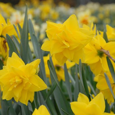 Narcissus Golden Ducat sp12/14 , à 50