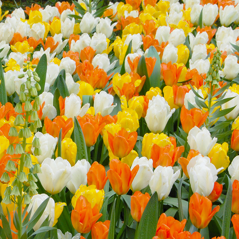 Mixture Dynasty of Emperors , à 100