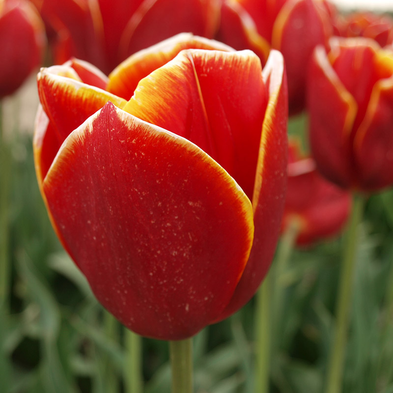 Tulipa Flying Dragon® 12/+ , à 50