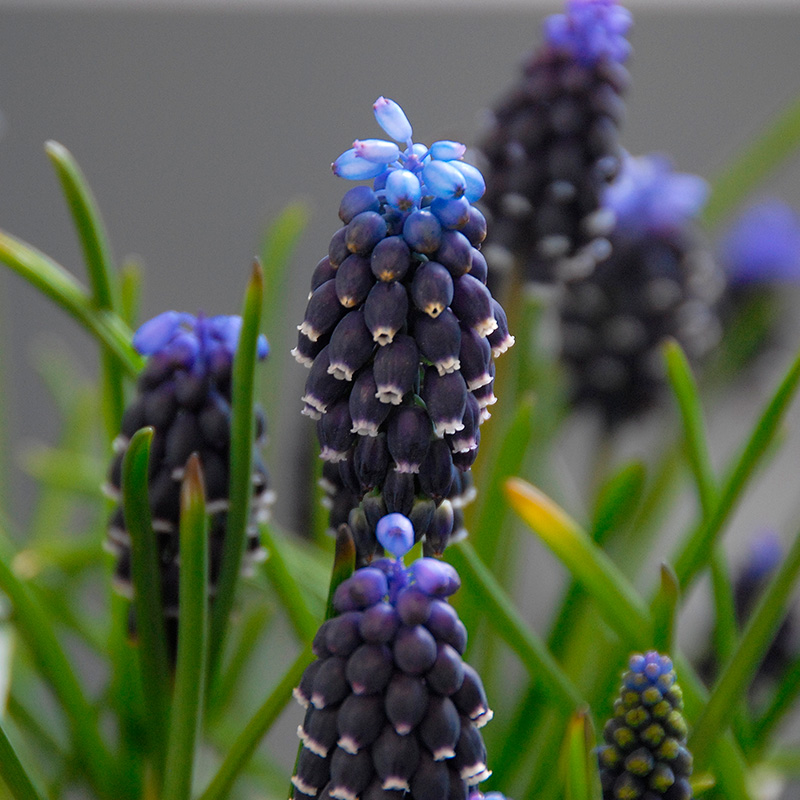 Muscari neglectum 5/+ , à 100