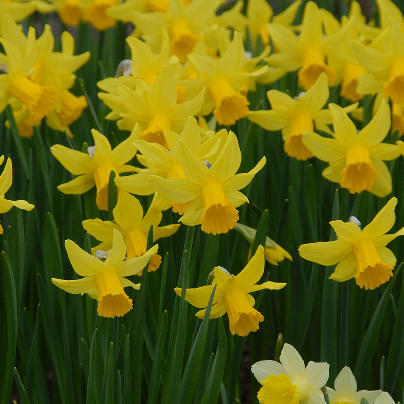 Narcissus February Gold z12/14 , à 50