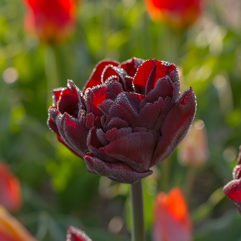 Tulipa Palmyra® 12/+ , à 50