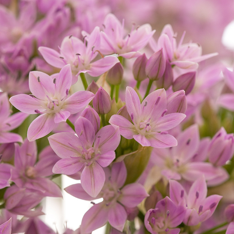 Allium unifolium  4/5 , à 100