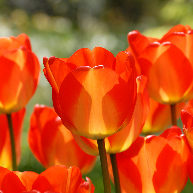 Tulipa American Dream® 12/+ , à 50