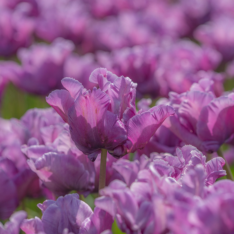 Tulipa Blue Parrot 12/+ , à 50