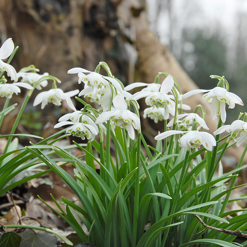 Galanthus nivalis Flore Pleno 5/+ , à 100
