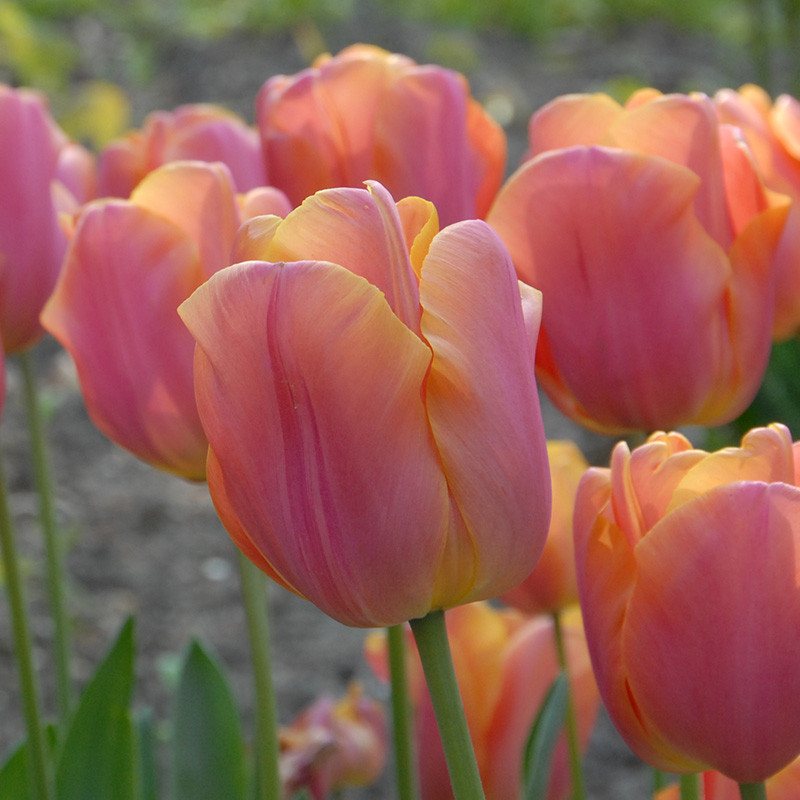 Tulipa Jimmy 12/+ , à 50